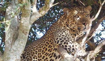 5 Days Masai Mara  and Amboseli Wildlife Safari Tour