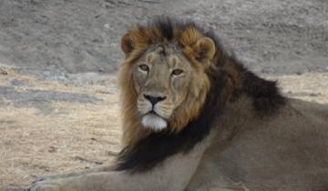 Golden Triangle Tour With Asiatic Lions and Bengal Tiger Safari Tour