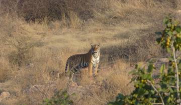 India Wildlife Safari with Taj Mahal