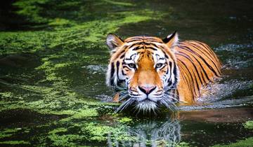 Taj Tigers and Varanasi All Inclusive India Tour Tour