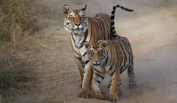 Grote katten van India Tour (tijgers, leeuwen en luipaarden)