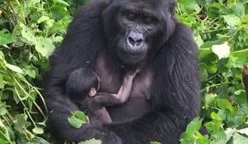 Gorillas Trekking in Uganda via Kigali, Rwanda