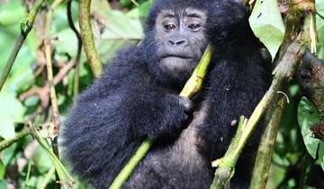 11 Days Uganda Gorilla Trekking, Big 5 & Big Cats Safari Tour