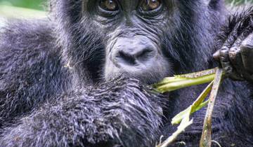7 Days Rwanda Gorillas & Chimps  Trekking Tour Tour
