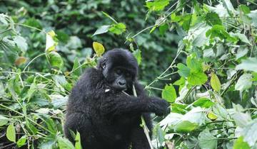 6 días de excursión a los gorilas de Uganda, los 5 grandes y los grandes felinos de Ruanda