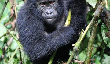 6 Days Uganda Gorilla Trekking & Hiking to Dian Fossey Tomb. Tour