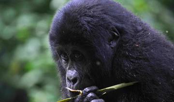 Circuito Safari de 8 días por Uganda, gorilas y Ruanda, grandes felinos