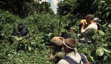 Uganda Private Safari: Gorillas, Löwen und Wasserfälle Rundreise