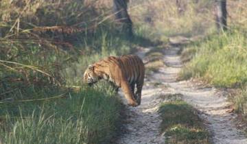 Luxury Wildlife Jungle Safari Adventure in Nepal- 7N/8D