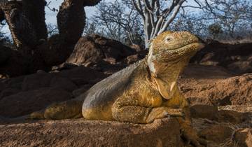 10 Days in Galapagos Islands, incl. Santa Cruz and Isabela