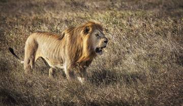 Safari camping de 5 jours en groupe - Deux nuits à Serengeti circuit