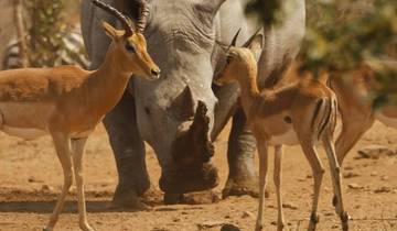 Full-Day Trip to Ngorongoro Crater From Arusha Town