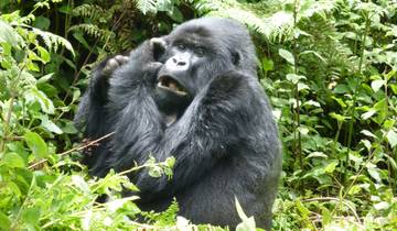 Uganda Safari: Gorillas & Schimpansen - 11 Tage