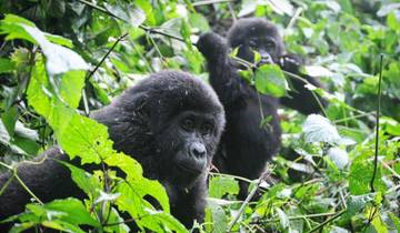 5 Days Uganda Gorilla Trekking, Big 5 & Big Cats Safari Tour