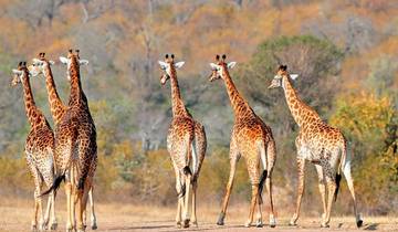 3 Tage Tansania Lodge Safari