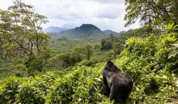 Ruanda Safari mit Gorilla Trekking - 10 Tage