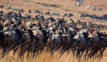 Tansania: Gnu-Migration Safari - 10 Tage Rundreise
