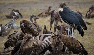 Circuito Safari estándar de 3 días a Zuru Masai Mara