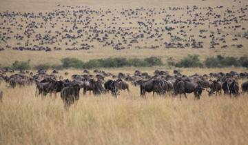 11 Day Best of East Africa Safari Tour