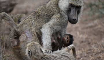 6 Dagen Kenia Big \"5\" Safari Jeep Masai Mara,Lake Nakuru en Amboseli-rondreis