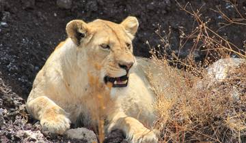 8 Day Best of Selous, Mikumi and Ruaha National Park Tour