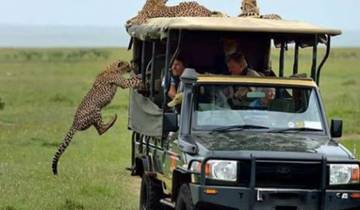 6 Nachten | 7 Dagen: Klassieke avontuurlijke safari in Kenia-rondreis