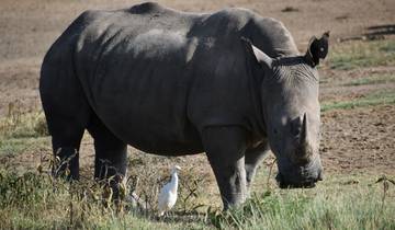 Circuito Safari en grupo económico de 10 días por Kenia y Tanzania