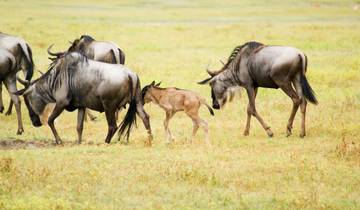 Tansania: Serengeti mit Gnu Migration Safari