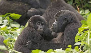 Safari d\'aventure de 7 jours en Ouganda circuit