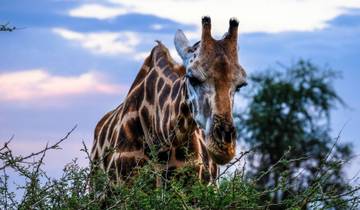 Flying Safari – Uganda and Rwanda Combined Tour