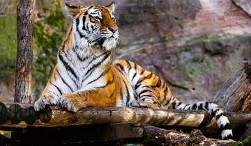 7 Day Golden Triangle Tour with Wildlife - Delhi Agra Bharatpur Ranthambore Jaipur Delhi Tour