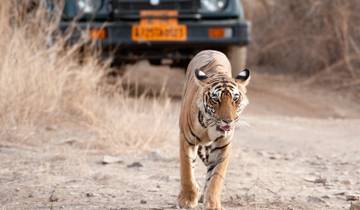 RANTHAMBORE NATIONAL PARK & BHARATUR  WITH GOLDEN TRIANGLE TOUR