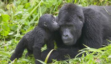 UGANDA- 4 DAYS GORILLA TREKKING