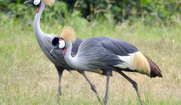 The Birds and the Beasts of Uganda Tour