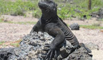 Galapagos Harmony (7 Days)