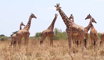 Circuito Safari de 4 días en camping por Kenia a Masai Mara - Aventura en grupo por la vida salvaje