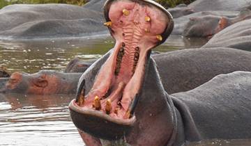 7 Tage Tansania Safari und Sansibar Strandurlaub