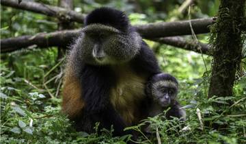 Rwanda Gorilla Trekking and Golden Monkey Tour Tour