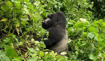 Circuito Safari económico de 2 días de excursión a los gorilas en Uganda