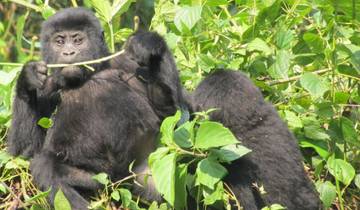 2 Day Gorilla Trekking Budget Safari in Uganda Tour