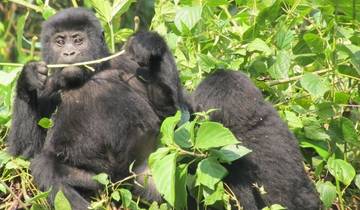 Circuito Safari económico de 2 días de excursión a los gorilas en Uganda