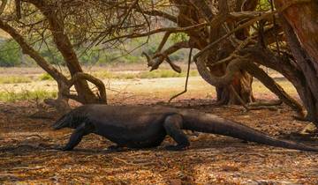 3 Days in Komodo Islands, incl. Labuan Bajo and Rinca Island