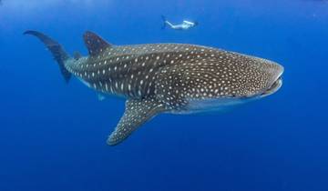 St Helena Escorted Whale Shark Snorkelling or Diving March 1 to 9, 2025