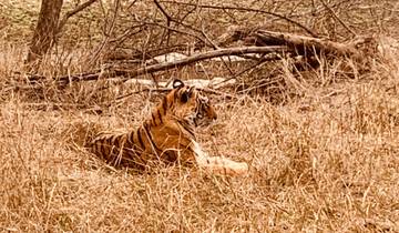 Circuito Desde Delhi: Safari de 4 días al Triángulo de Oro y al Tigre de Ranthambore