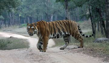 Circuito Grupo que se une a la excursión al safari en Chitwan