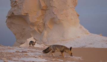 Le Caire : 3 jours de visite de l'oasis de Bahariya et de camping dans le désert blanc et noir et transfert privé au Caire