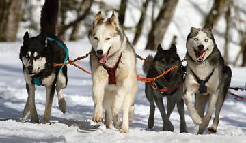 La Laponie et les Huskies - 5 jours circuit