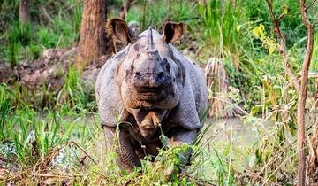 3 Daagse Chitwan Jungle ontdekkingstocht vanuit Pokhara