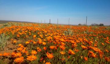South Africa Flower Safari Namaqualand & West Coast Tour