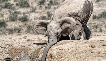 Dagtocht in Tarangire Nationaal Park-rondreis